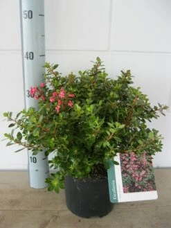 Escallonia (Escallonia 'Red Dream') -Green Roots Exporteren Winkel escalonia red dream c3 20 08 2017