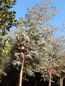 Eucalyptus Als Boom (Eucalyptus Gunnii) -Green Roots Exporteren Winkel eucalypthus gunii 10 12 2 1