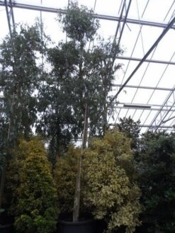 Eucalyptus Als Boom (Eucalyptus Gunnii) -Green Roots Exporteren Winkel eucalyptus