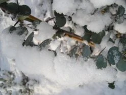 Winterharde Eucalyptus (Eucalyptus Gunnii 'Azura') -Green Roots Exporteren Winkel eucalyptus azura hardy