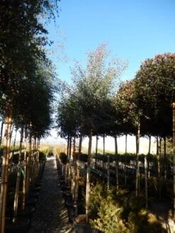 Eucalyptus Als Boom (Eucalyptus Gunnii) -Green Roots Exporteren Winkel eucalyptus gunnii 12 14 2