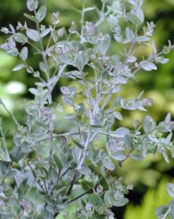 Eucalyptus Als Boom (Eucalyptus Gunnii) -Green Roots Exporteren Winkel eucalyptus gunnii 2