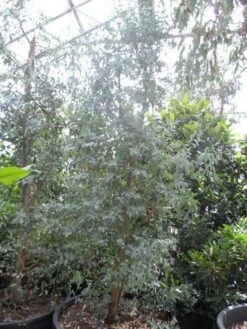 Winterharde Gomboom (Eucalyptus Gunnii) -Green Roots Exporteren Winkel eucalyptus gunnii struikvorm c500 1
