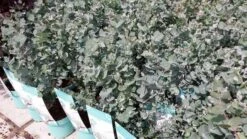 Winterharde Eucalyptus (Eucalyptus Gunnii 'Azura') -Green Roots Exporteren Winkel eucalyptusazura01