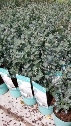 Winterharde Eucalyptus (Eucalyptus Gunnii 'Azura') -Green Roots Exporteren Winkel eucalyptusazura02