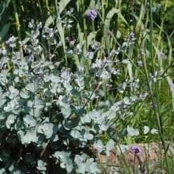 Eucalyptus Als Boom (Eucalyptus Gunnii) -Green Roots Exporteren Winkel eugunnii 8