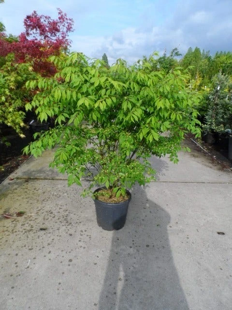 Kardinaalshoed (Euonymus Alatus) 2 Kardinaalshoed (Euonymus Alatus) - Afbeelding 2