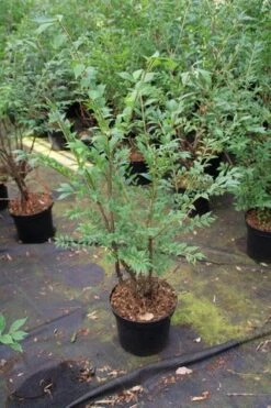 Kardinaalshoed (Euonymus Alatus) -Green Roots Exporteren Winkel euonymus alatus 1