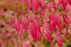 Kardinaalshoed (Euonymus Alatus) -Green Roots Exporteren Winkel euonymus alatus 2 1
