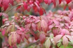 Kardinaalshoed (Euonymus Alatus 'Compactus') -Green Roots Exporteren Winkel euonymus alatus compactus 3