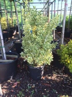 Kardinaalshoed (Euonymus Japonicus 'Bravo') 10 Kardinaalshoed (Euonymus Japonicus 'Bravo') -Green Roots Exporteren Winkel euonymus japonica bravo 80100