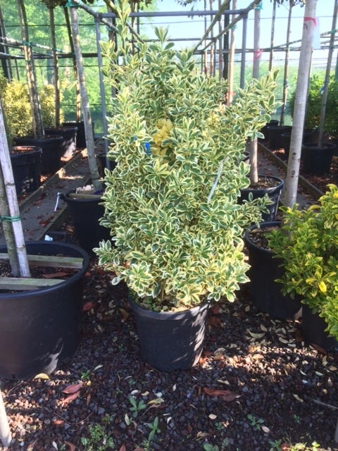 Kardinaalshoed (Euonymus Japonicus 'Bravo') 4 Kardinaalshoed (Euonymus Japonicus 'Bravo') - Afbeelding 4