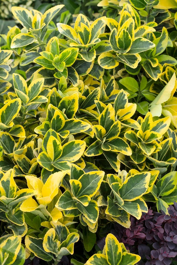 Kardinaalshoed (Euonymus Japonicus 'Aureomarginatus') 1 Kardinaalshoed (Euonymus Japonicus 'Aureomarginatus')