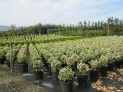 Kardinaalshoed Als Bol (Euonymus Japonicus 'Bravo') -Green Roots Exporteren Winkel euonymus japonicus bravo 2 1