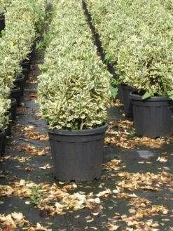 Kardinaalshoed Als Bol (Euonymus Japonicus 'Bravo') -Green Roots Exporteren Winkel euonymus japonicus bravo 1