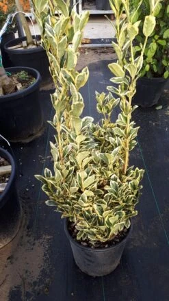 Kardinaalshoed (Euonymus Japonicus 'Bravo') 12 Kardinaalshoed (Euonymus Japonicus 'Bravo') -Green Roots Exporteren Winkel euonymus wit