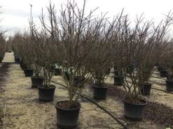 Meerstammige Kardinaalshoed (Euonymus Alatus) -Green Roots Exporteren Winkel euonymusalatusmeerstam