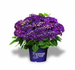 Hortensia Paars (Hydrangea 'Forever&Ever') 5 Hortensia Paars (Hydrangea 'Forever&Ever') -Green Roots Exporteren Winkel f e packshot purple rgb