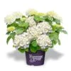 Hortensia Wit (Hydrangea 'Forever&Ever')