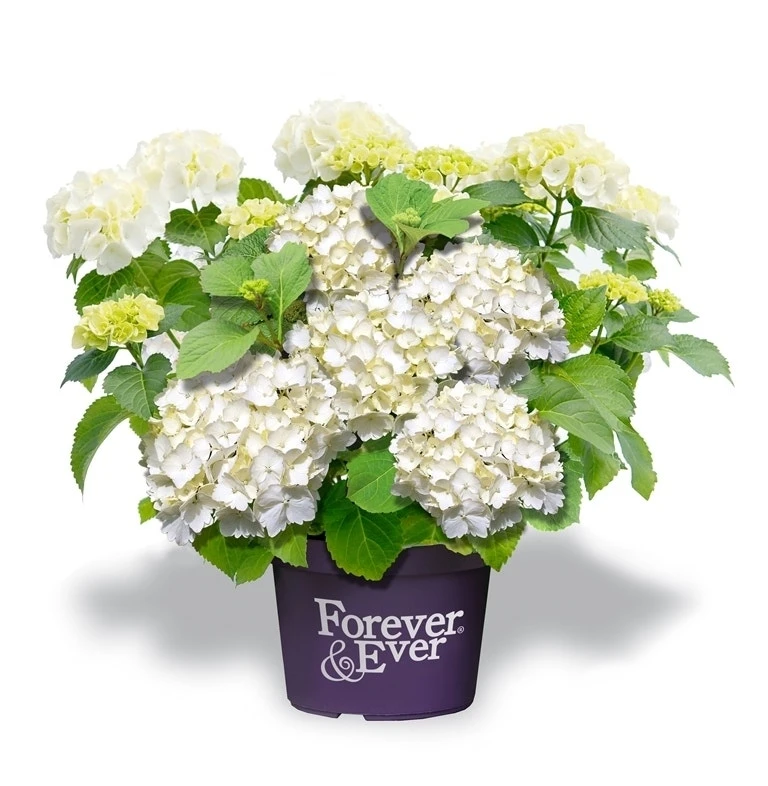 Hortensia Wit (Hydrangea 'Forever&Ever') 1 Hortensia Wit (Hydrangea 'Forever&Ever')