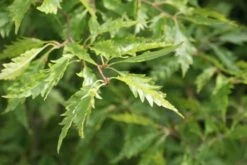 Varenbeuk (Fagus Syvatica 'Asplenifolia' ) -Green Roots Exporteren Winkel fagus syl. aspleniifolia 1