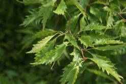 Varenbeuk (Fagus Syvatica 'Asplenifolia' ) -Green Roots Exporteren Winkel fagus syl. aspleniifolia 2 1