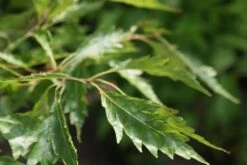 Varenbeuk (Fagus Syvatica 'Asplenifolia' ) -Green Roots Exporteren Winkel fagus syl. aspleniifolia 3 1