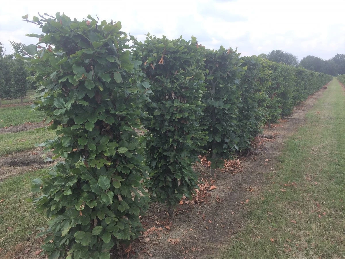Beukenhaag Als Haagelement (Fagus Sylvatica) 10 Beukenhaag Als Haagelement (Fagus Sylvatica) - Afbeelding 10