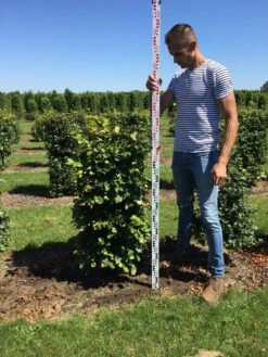 Beukenhaag Als Haagelement (Fagus Sylvatica) 22 Beukenhaag Als Haagelement (Fagus Sylvatica) -Green Roots Exporteren Winkel fagus sylvatica 120 x 50 x 50 cm drkl haagelement 2