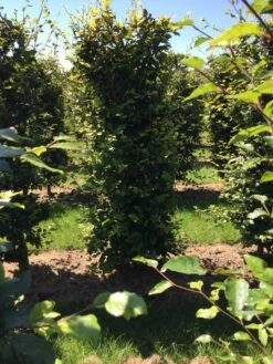 Beukenhaag Als Haagelement (Fagus Sylvatica) 27 Beukenhaag Als Haagelement (Fagus Sylvatica) -Green Roots Exporteren Winkel fagus sylvatica 200 x 50 x 50 cm drkl haagelement