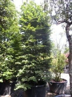 Beukenboom (Fagus Sylvatica) -Green Roots Exporteren Winkel fagus sylvatica 300 350 c500 zuil