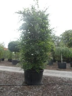 Beukenboom (Fagus Sylvatica) -Green Roots Exporteren Winkel fagus sylvatica 300 350 c750 zuil