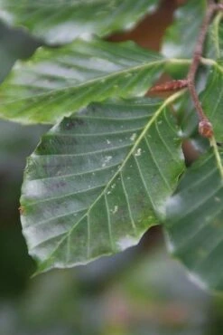 Beukenboom (Fagus Sylvatica) -Green Roots Exporteren Winkel fagus sylvatica 5