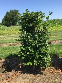 Beukenhaag Als Haagelement (Fagus Sylvatica) 18 Beukenhaag Als Haagelement (Fagus Sylvatica) -Green Roots Exporteren Winkel fagus sylvatica 80 x 50 x 50 cm drkl haagelement