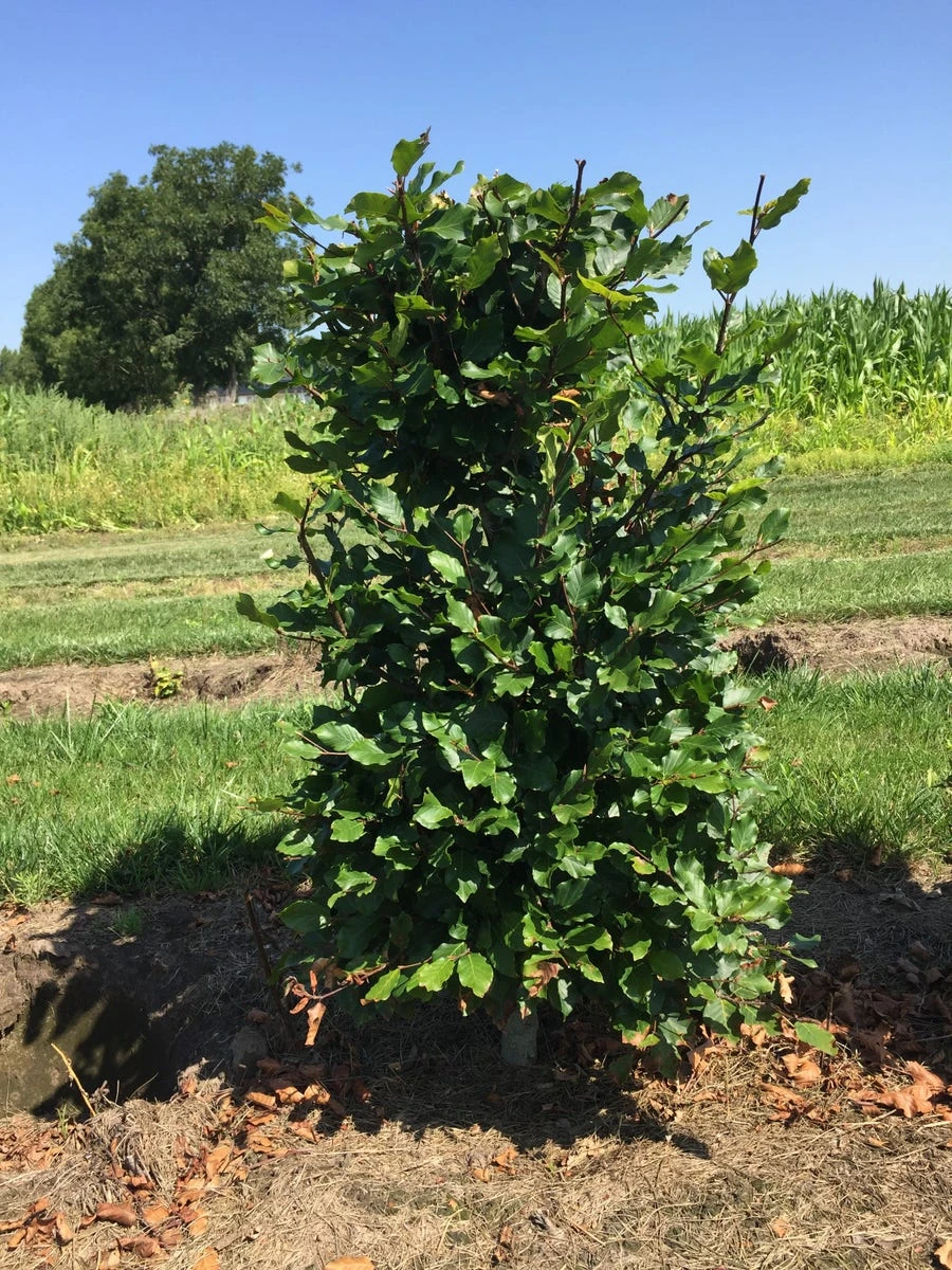 Beukenhaag Als Haagelement (Fagus Sylvatica) 5 Beukenhaag Als Haagelement (Fagus Sylvatica) - Afbeelding 5