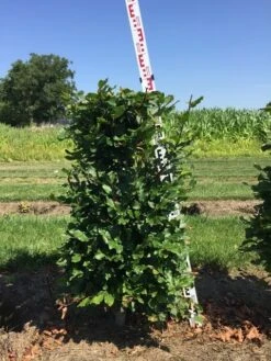 Beukenhaag Als Haagelement (Fagus Sylvatica) 17 Beukenhaag Als Haagelement (Fagus Sylvatica) -Green Roots Exporteren Winkel fagus sylvatica h100x50x50 cm 2