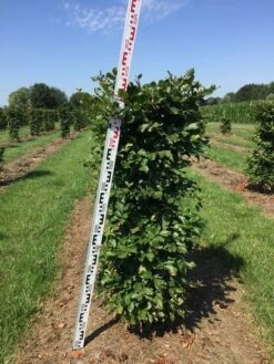 Beukenhaag Als Haagelement (Fagus Sylvatica) 16 Beukenhaag Als Haagelement (Fagus Sylvatica) -Green Roots Exporteren Winkel fagus sylvatica h125x50x50 cm 2