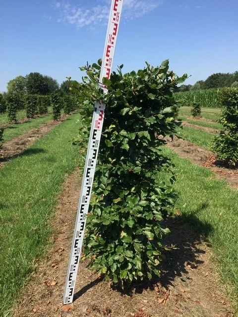 Beukenhaag Als Haagelement (Fagus Sylvatica) 3 Beukenhaag Als Haagelement (Fagus Sylvatica) - Afbeelding 3
