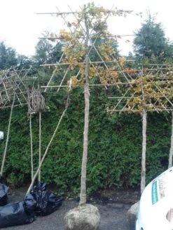 Groene Beuk Als Leiboom (Fagus Sylvatica) -Green Roots Exporteren Winkel fagus sylvatica lei 1