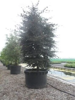 Rode Beukenboom (Fagus Sylvatica 'Purpurea Latifolia') -Green Roots Exporteren Winkel fagus sylvatica purpurea latifolia 300 350 c1000 zuil