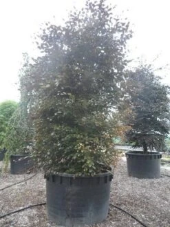 Rode Beukenboom (Fagus Sylvatica 'Purpurea Latifolia') -Green Roots Exporteren Winkel fagus sylvatica purpurea latifolia 300 350 c1000 zuil 2
