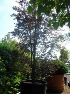 Rode Beukenboom (Fagus Sylvatica 'Purpurea Latifolia') -Green Roots Exporteren Winkel fagus sylvatica purpurea latifolia solitair meerstammig c1500