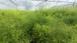 Bamboe (Fargesia Rufa) 25 Bamboe (Fargesia Rufa) -Green Roots Exporteren Winkel fargesia