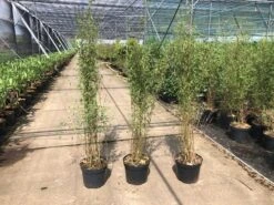 Niet Woekerende Bamboe (Fargesia 'Jiuzhaigou') -Green Roots Exporteren Winkel fargesia 2 1