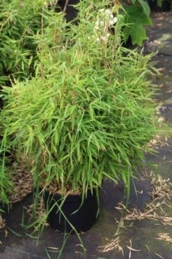 Niet Woekerende Bamboe (Fargesia Robusta) -Green Roots Exporteren Winkel fargesia 2