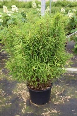 Niet Woekerende Bamboe (Fargesia Robusta) -Green Roots Exporteren Winkel fargesia 3