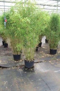 Niet Woekerende Bamboe (Fargesia Robusta) -Green Roots Exporteren Winkel fargesia 4