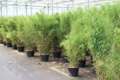 Niet Woekerende Bamboe (Fargesia Robusta) -Green Roots Exporteren Winkel fargesia 5 1