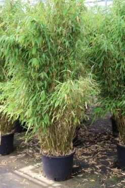 Niet Woekerende Bamboe (Fargesia Robusta) -Green Roots Exporteren Winkel fargesia 6