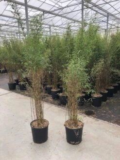 Niet Woekerende Bamboe (Fargesia 'Jiuzhaigou') 24 Niet Woekerende Bamboe (Fargesia 'Jiuzhaigou') -Green Roots Exporteren Winkel fargesia jiu